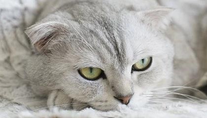 爱游戏体育客户端-逆境中的明星：战胜伤病再创新高，在逆境中获得成功的名人