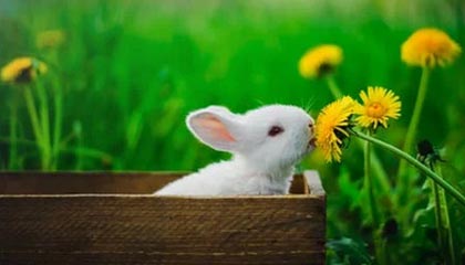 爱游戏体育客户端-逆境中的明星：战胜伤病再创新高，在逆境中获得成功的名人